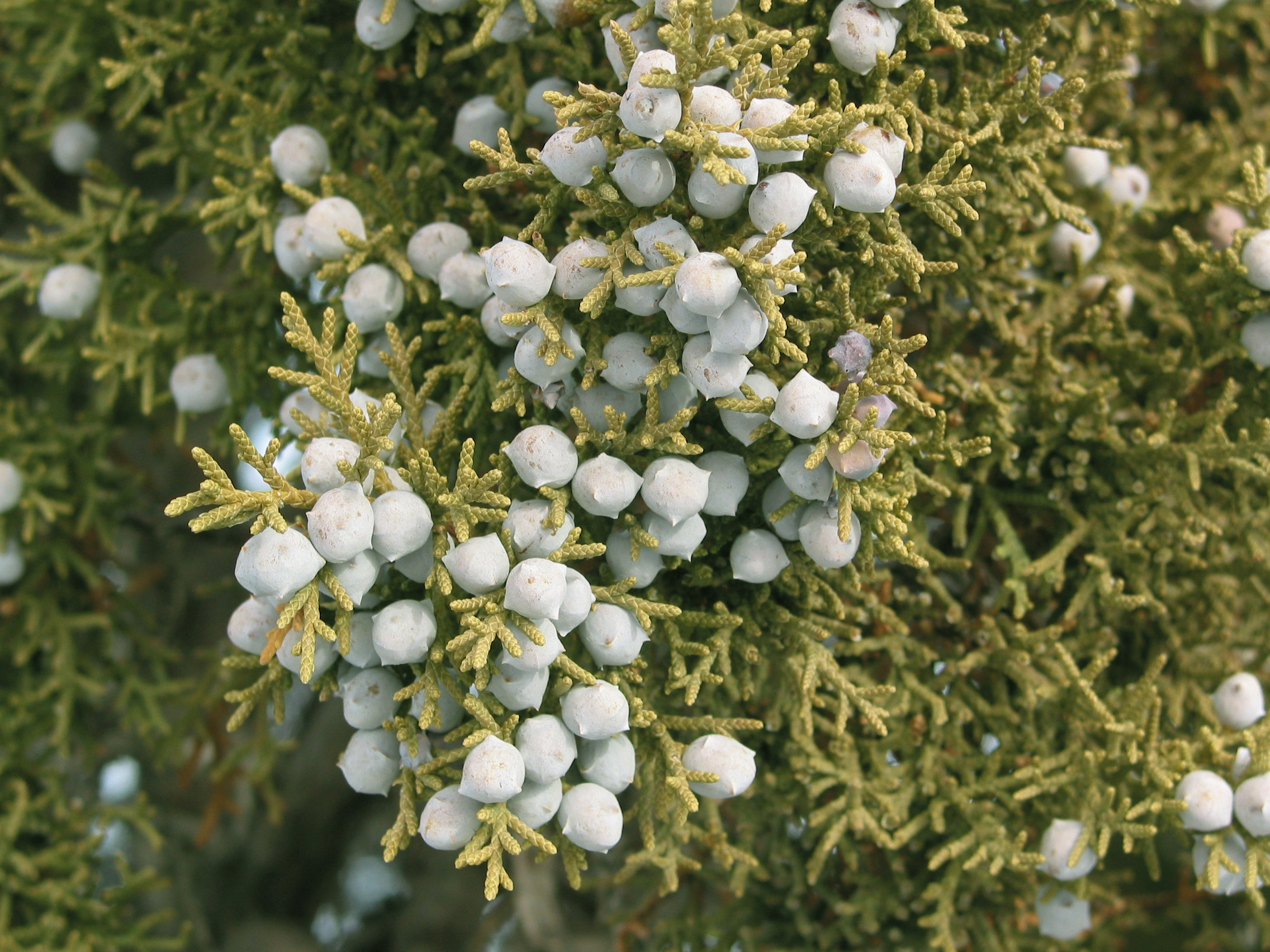 Utah Juniper (Juniperus osteosperma)